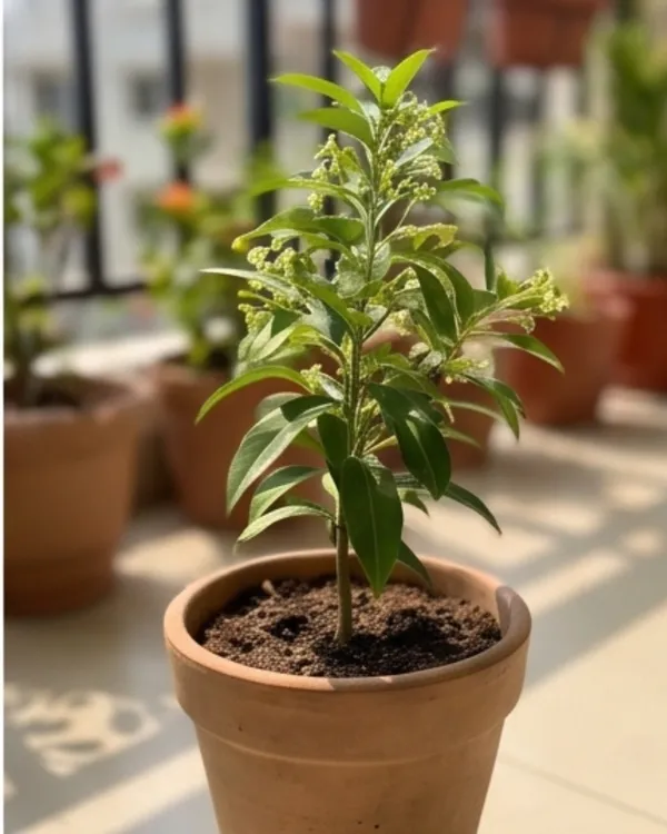 Hasnuhana_Plant_|_Grafted_Night_Blooming_Jasmine_|_Raat_Rani_Plant_|_Fragrant_Night_Plant_|_Healthy_Live_Plant_Guaranteed