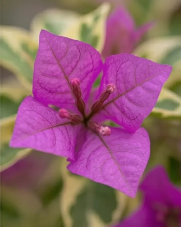 Hawaii_Violet_Bougainvillea_Plant_|_Grafted_Exotic_Tropical_Bloom_Variety_|_Violet_Purple_Flowers_|_Heavy_Flowering_|_Healthy_Live_Plant_Guaranteed