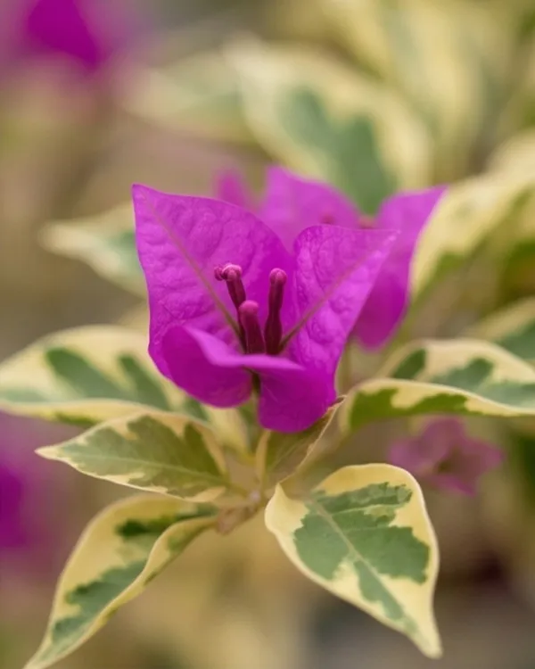 Hawaii_Violet_Bougainvillea_Plant_|_Grafted_Exotic_Tropical_Bloom_Variety_|_Violet_Purple_Flowers_|_Heavy_Flowering_|_Healthy_Live_Plant_Guaranteed