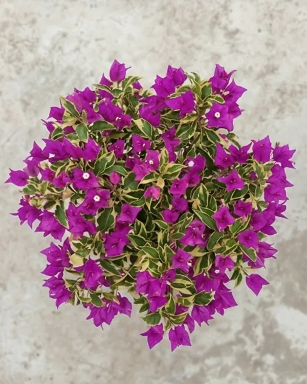 Hawaii_Violet_Bougainvillea_Plant_|_Grafted_Exotic_Tropical_Bloom_Variety_|_Violet_Purple_Flowers_|_Heavy_Flowering_|_Healthy_Live_Plant_Guaranteed