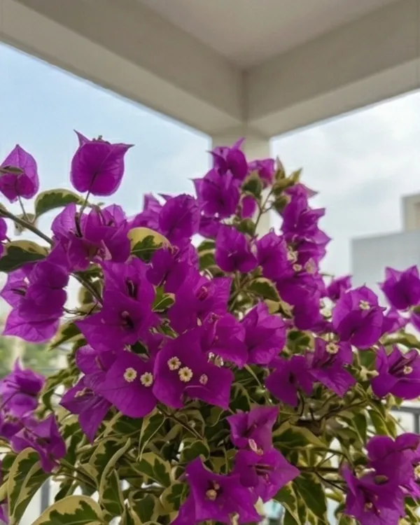 Hawaii_Violet_Bougainvillea_Plant_|_Grafted_Exotic_Tropical_Bloom_Variety_|_Violet_Purple_Flowers_|_Heavy_Flowering_|_Healthy_Live_Plant_Guaranteed