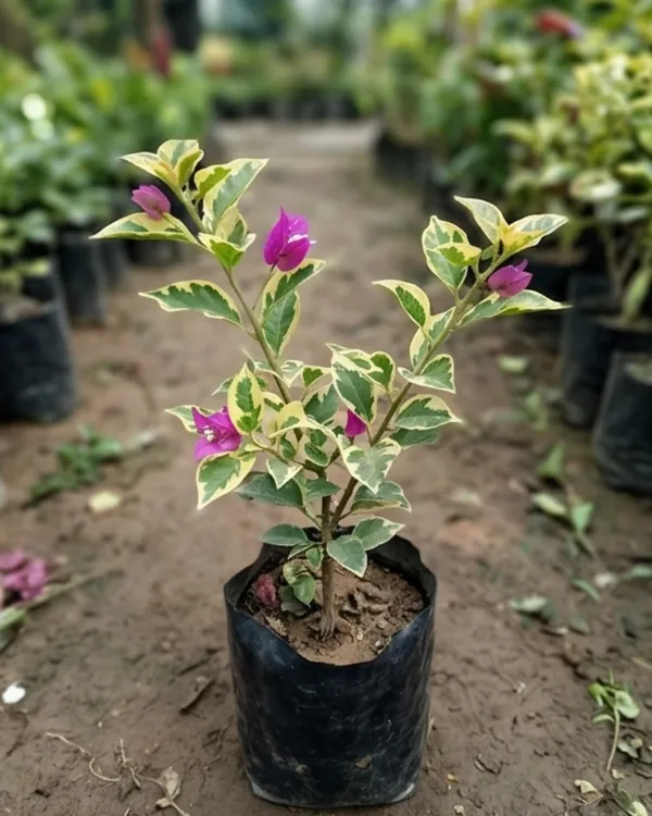 Hawaii_Violet_Bougainvillea_Plant_|_Grafted_Exotic_Tropical_Bloom_Variety_|_Violet_Purple_Flowers_|_Heavy_Flowering_|_Healthy_Live_Plant_Guaranteed