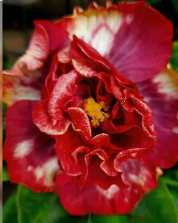 Abolina_Hibiscus_|_Grafted_Exotic_Hibiscus_Plant_|_Decorative_Flowering_Plant_|_Healthy_Live_Plant_Guaranteed