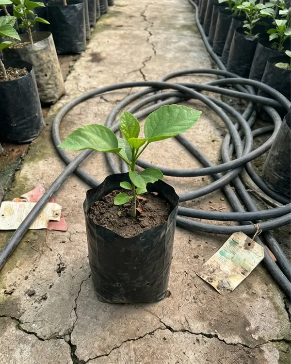 Abolina_Hibiscus_|_Grafted_Exotic_Hibiscus_Plant_|_Decorative_Flowering_Plant_|_Healthy_Live_Plant_Guaranteed