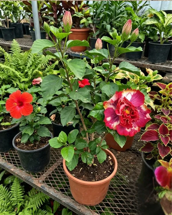 Abolina_Hibiscus_|_Grafted_Exotic_Hibiscus_Plant_|_Decorative_Flowering_Plant_|_Healthy_Live_Plant_Guaranteed