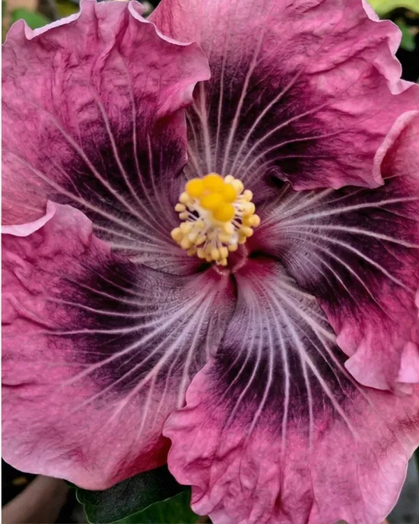 Hibiscus_Asia_Purple_Temptation_|_Grafted_Exotic_Purple_Hibiscus_|_Heavy_Flowering_Plant_|_Healthy_Live_Plant_Guaranteed