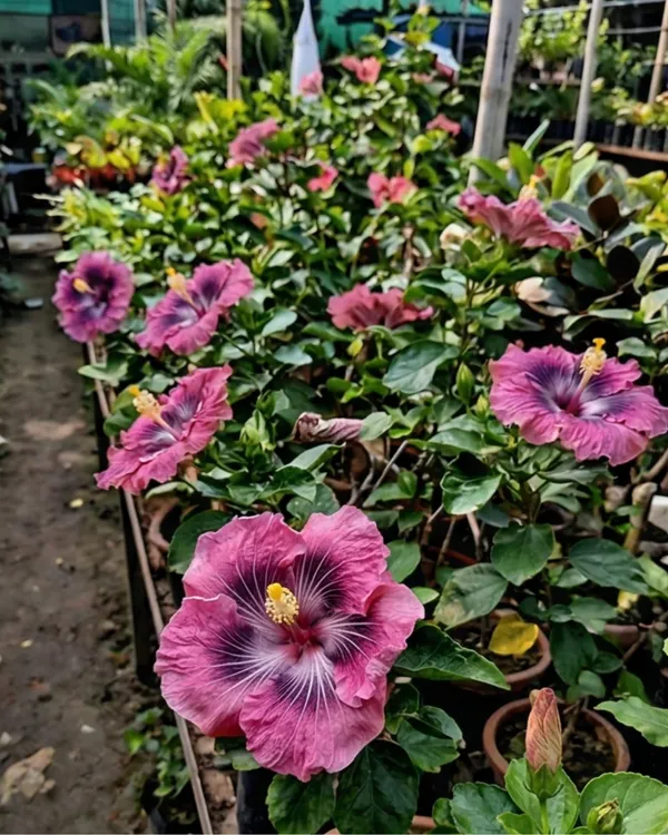 Hibiscus_Asia_Purple_Temptation_|_Grafted_Exotic_Purple_Hibiscus_|_Heavy_Flowering_Plant_|_Healthy_Live_Plant_Guaranteed