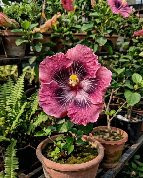 Hibiscus_Asia_Purple_Temptation_|_Grafted_Exotic_Purple_Hibiscus_|_Heavy_Flowering_Plant_|_Healthy_Live_Plant_Guaranteed