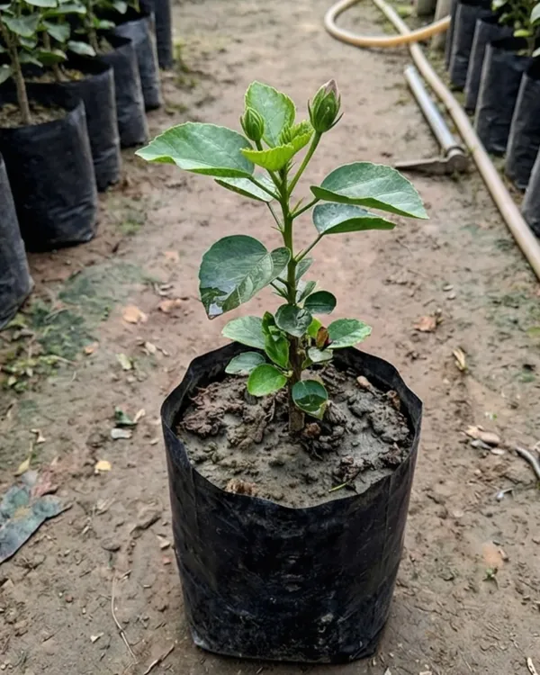 Hibiscus_Asia_Purple_Temptation_|_Grafted_Exotic_Purple_Hibiscus_|_Heavy_Flowering_Plant_|_Healthy_Live_Plant_Guaranteed