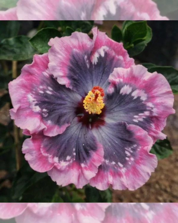 Hibiscus_Bo_Den_Midnight_Waltz_|_Grafted_Exotic_Dark_Hibiscus_|_Flowering_Plant_|_Healthy_Live_Plant_Guaranteed