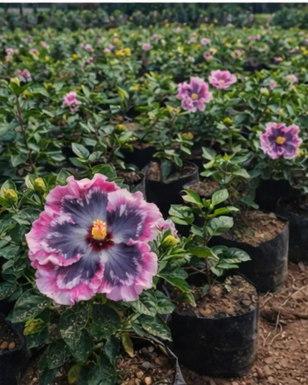 Hibiscus_Bo_Den_Midnight_Waltz_|_Grafted_Exotic_Dark_Hibiscus_|_Flowering_Plant_|_Healthy_Live_Plant_Guaranteed