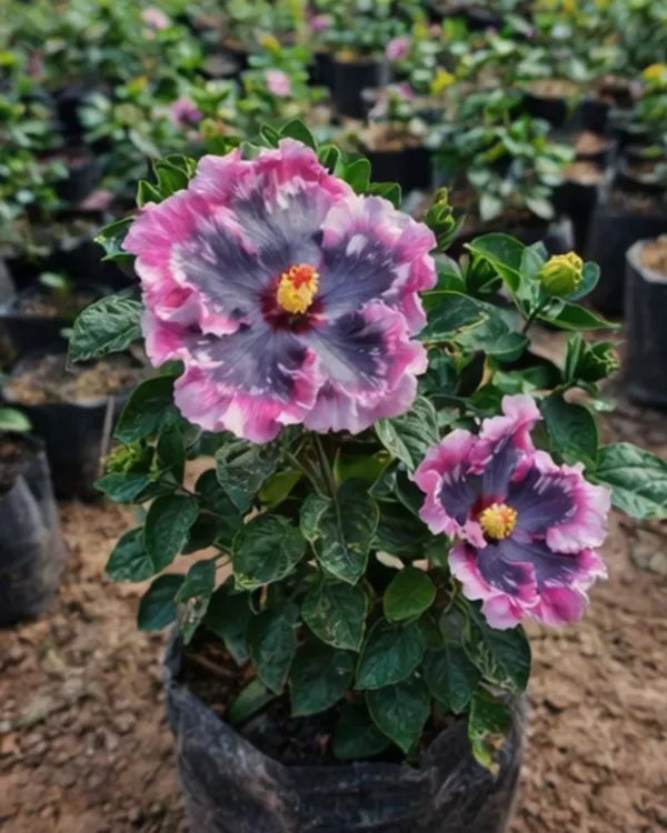 Hibiscus_Bo_Den_Midnight_Waltz_|_Grafted_Exotic_Dark_Hibiscus_|_Flowering_Plant_|_Healthy_Live_Plant_Guaranteed