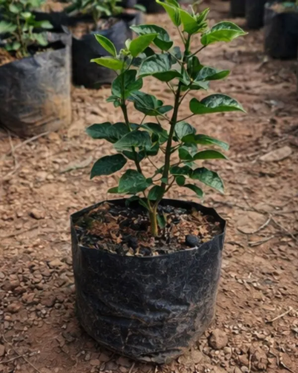 Hibiscus_Bo_Den_Midnight_Waltz_|_Grafted_Exotic_Dark_Hibiscus_|_Flowering_Plant_|_Healthy_Live_Plant_Guaranteed