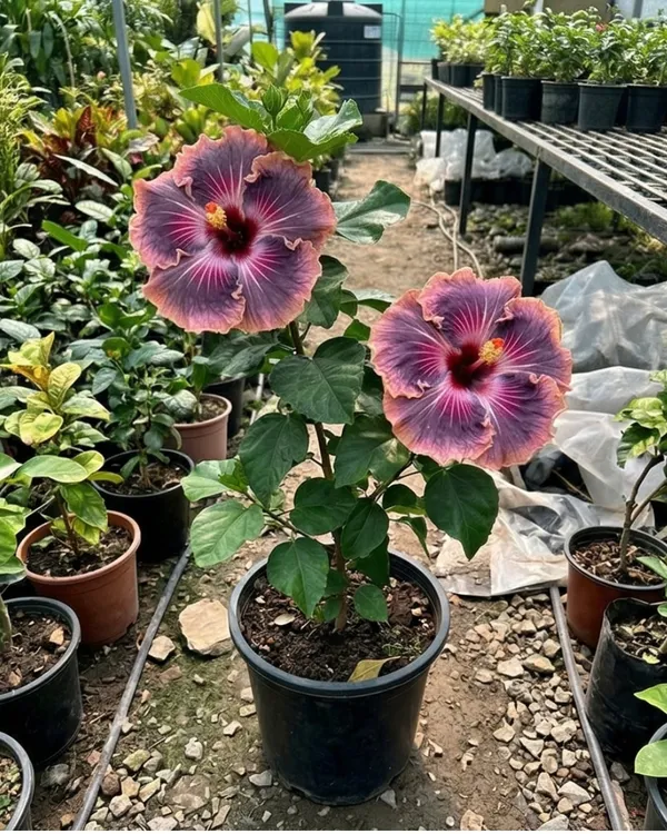 Bo_Den_Blue_Moon_Hibiscus_|_Grafted_Exotic_Blue_Tone_Hibiscus_|_Rare_Flowering_Plant_|_Healthy_Live_Plant_Guaranteed