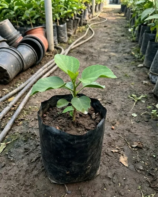 Bo_Den_Blue_Moon_Hibiscus_|_Grafted_Exotic_Blue_Tone_Hibiscus_|_Rare_Flowering_Plant_|_Healthy_Live_Plant_Guaranteed
