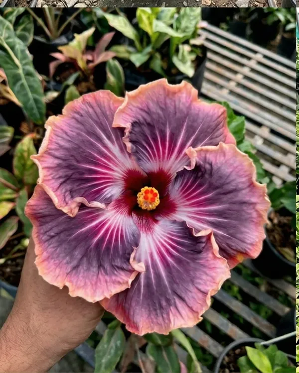 Bo_Den_Blue_Moon_Hibiscus_|_Grafted_Exotic_Blue_Tone_Hibiscus_|_Rare_Flowering_Plant_|_Healthy_Live_Plant_Guaranteed