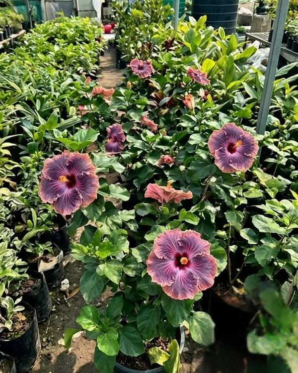 Bo_Den_Blue_Moon_Hibiscus_|_Grafted_Exotic_Blue_Tone_Hibiscus_|_Rare_Flowering_Plant_|_Healthy_Live_Plant_Guaranteed