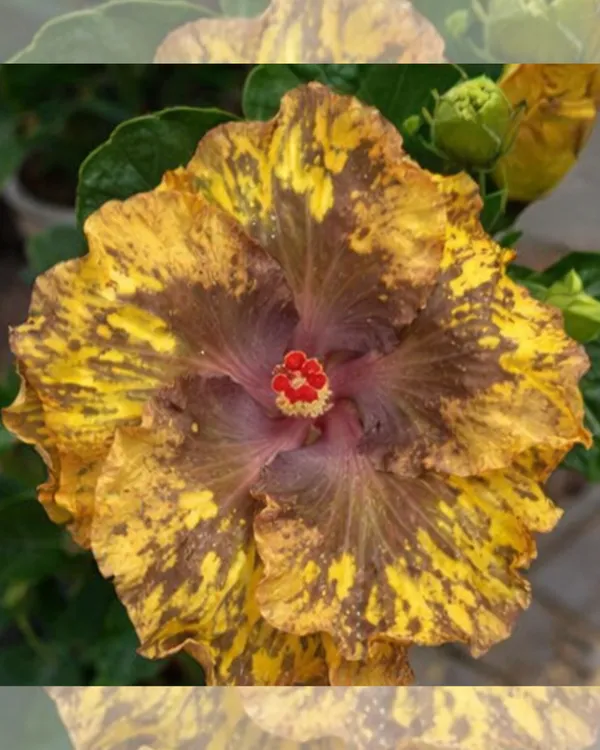 Bo_Den_Fragrant_Paddy_Hibiscus_|_Grafted_Exotic_Hibiscus_|_Fragrant_Flowering_Plant_|_Healthy_Live_Plant_Guaranteed