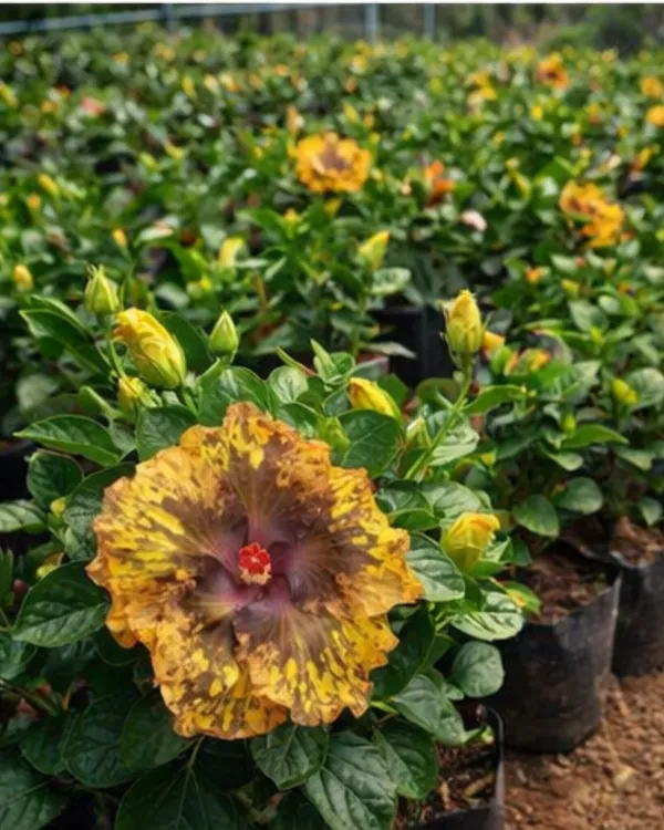Bo_Den_Fragrant_Paddy_Hibiscus_|_Grafted_Exotic_Hibiscus_|_Fragrant_Flowering_Plant_|_Healthy_Live_Plant_Guaranteed