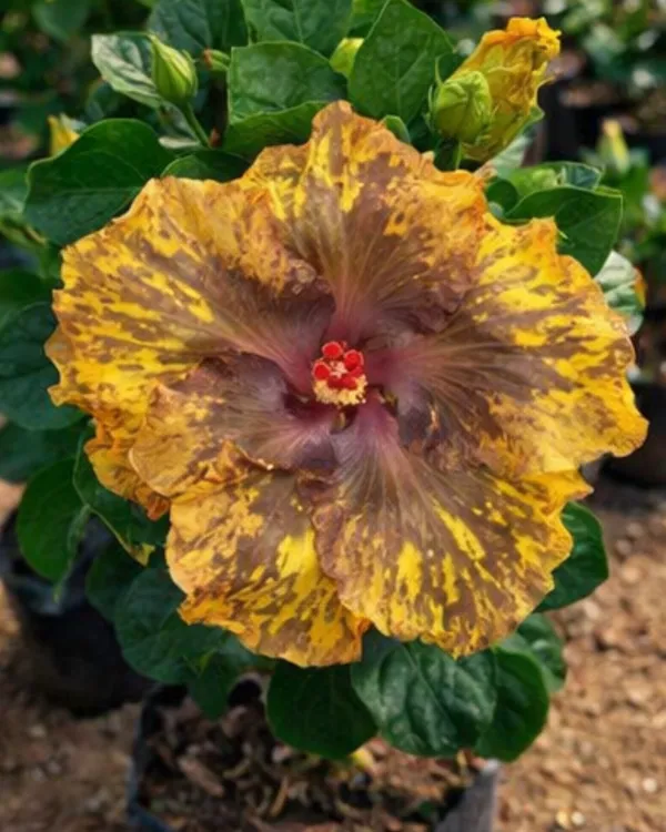Bo_Den_Fragrant_Paddy_Hibiscus_|_Grafted_Exotic_Hibiscus_|_Fragrant_Flowering_Plant_|_Healthy_Live_Plant_Guaranteed