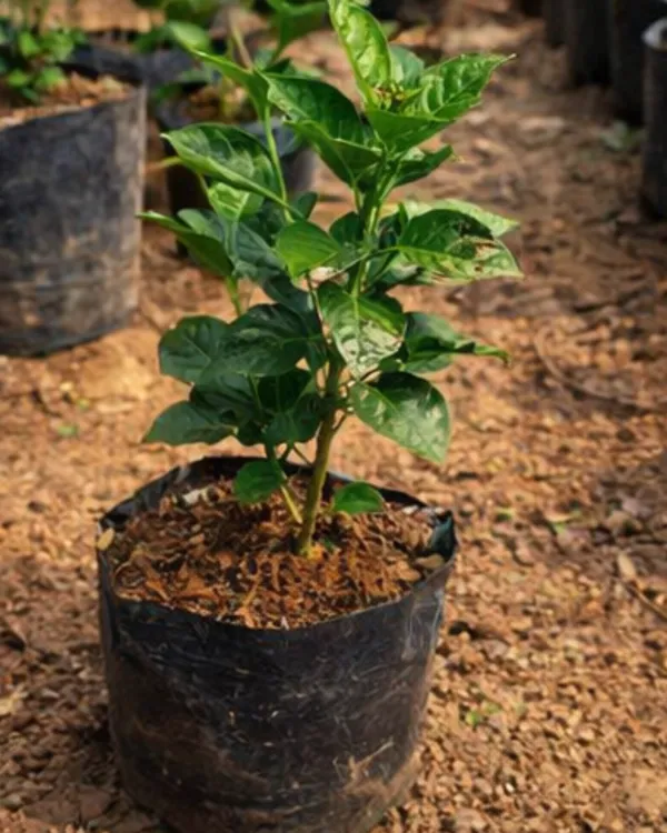 Bo_Den_Fragrant_Paddy_Hibiscus_|_Grafted_Exotic_Hibiscus_|_Fragrant_Flowering_Plant_|_Healthy_Live_Plant_Guaranteed