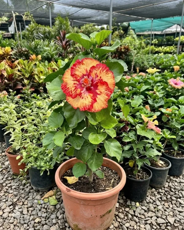 Hibiscus_Caribbean_Raging_Fire_|_Grafted_Exotic_Hibiscus_|_Bright_Flowering_Plant_|_Healthy_Live_Plant_Guaranteed