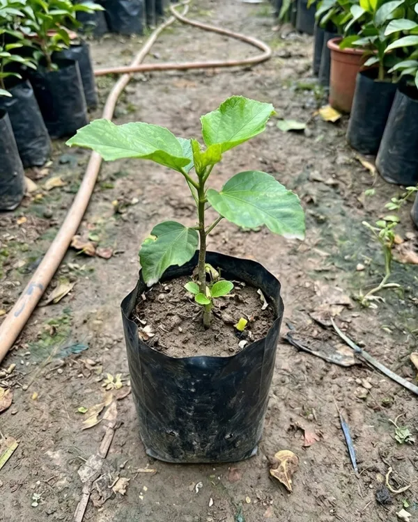 Hibiscus_Caribbean_Raging_Fire_|_Grafted_Exotic_Hibiscus_|_Bright_Flowering_Plant_|_Healthy_Live_Plant_Guaranteed