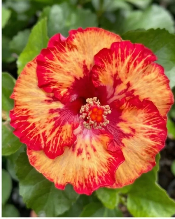 Hibiscus_Caribbean_Raging_Fire_|_Grafted_Exotic_Hibiscus_|_Bright_Flowering_Plant_|_Healthy_Live_Plant_Guaranteed