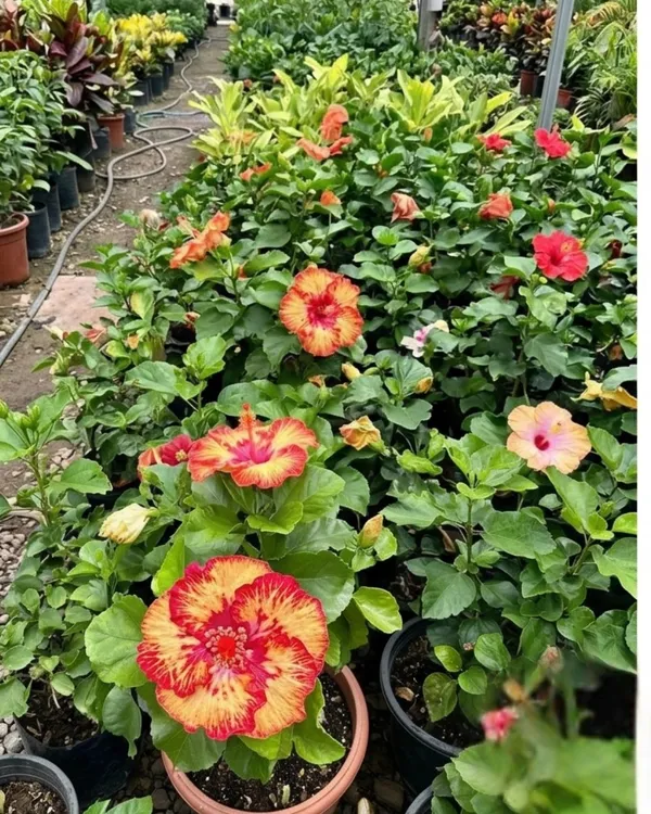 Hibiscus_Caribbean_Raging_Fire_|_Grafted_Exotic_Hibiscus_|_Bright_Flowering_Plant_|_Healthy_Live_Plant_Guaranteed