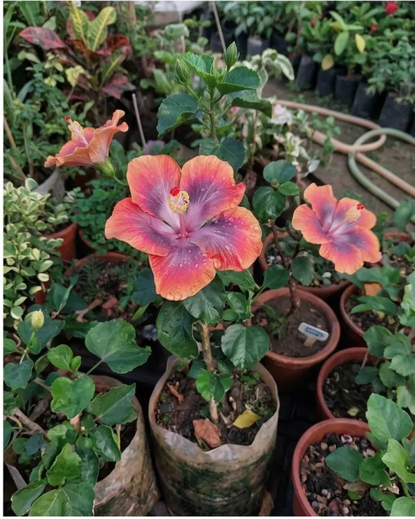 Hibiscus_CCH_Deadly_Cobalt_60_|_Grafted_Rare_Exotic_Hibiscus_|_Flowering_Plant_|_Healthy_Live_Plant_Guaranteed