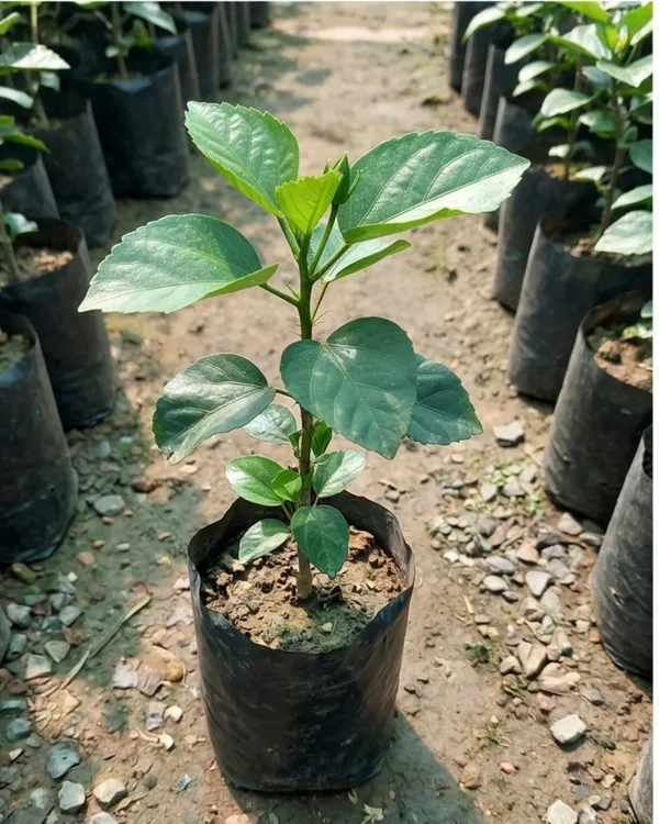 Hibiscus_CCH_Deadly_Cobalt_60_|_Grafted_Rare_Exotic_Hibiscus_|_Flowering_Plant_|_Healthy_Live_Plant_Guaranteed