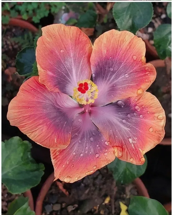 Hibiscus_CCH_Deadly_Cobalt_60_|_Grafted_Rare_Exotic_Hibiscus_|_Flowering_Plant_|_Healthy_Live_Plant_Guaranteed