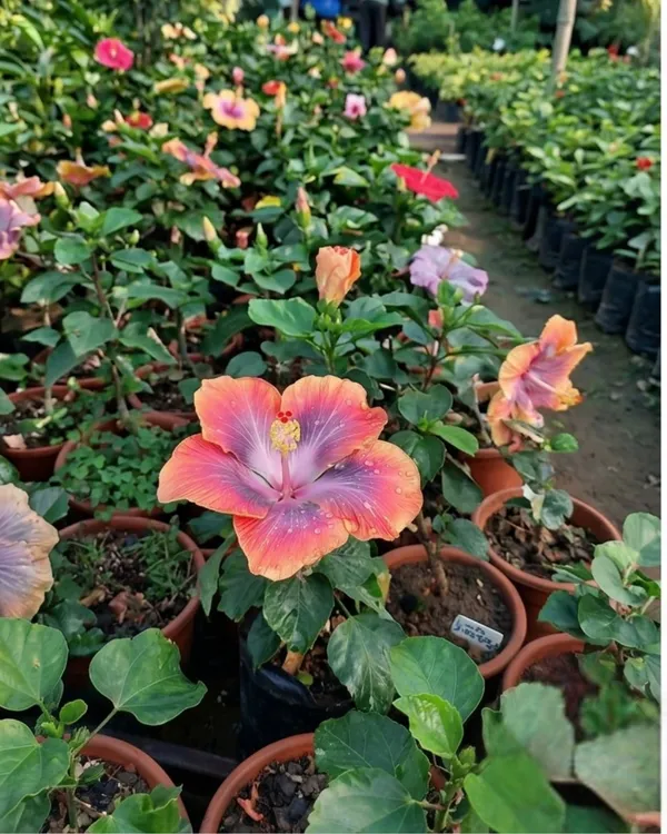 Hibiscus_CCH_Deadly_Cobalt_60_|_Grafted_Rare_Exotic_Hibiscus_|_Flowering_Plant_|_Healthy_Live_Plant_Guaranteed