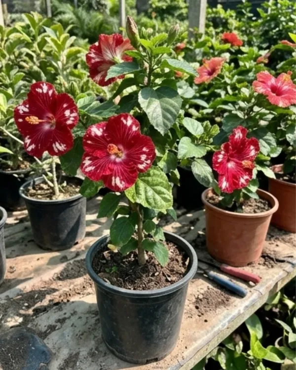 Hibiscus_Cherry_Appaloosa_|_Grafted_Exotic_Hibiscus_Plant_|_Dual_Tone_Flowering_Plant_|_Healthy_Live_Plant_Guaranteed