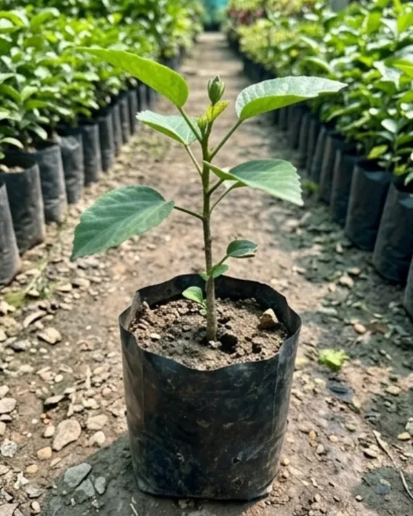 Hibiscus_Cherry_Appaloosa_|_Grafted_Exotic_Hibiscus_Plant_|_Dual_Tone_Flowering_Plant_|_Healthy_Live_Plant_Guaranteed