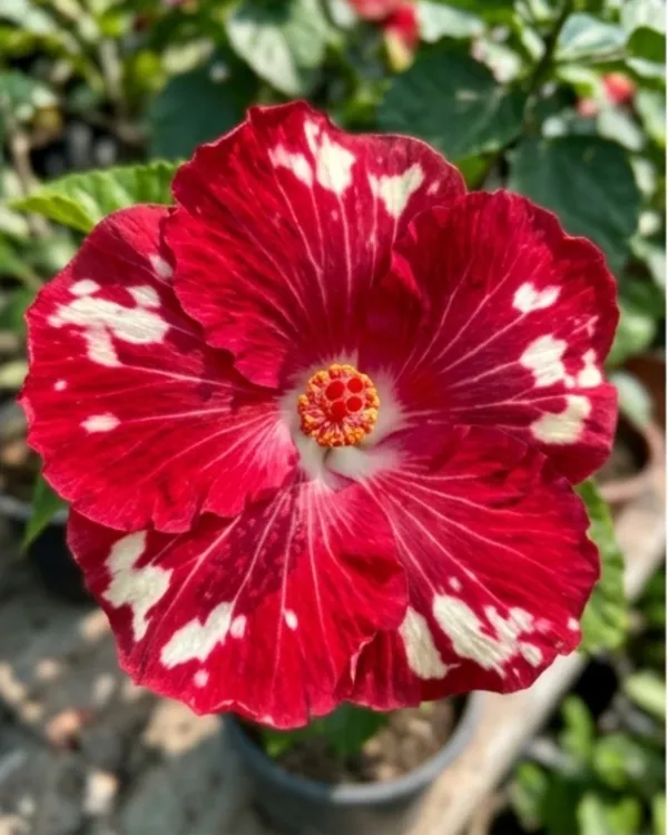 Hibiscus_Cherry_Appaloosa_|_Grafted_Exotic_Hibiscus_Plant_|_Dual_Tone_Flowering_Plant_|_Healthy_Live_Plant_Guaranteed