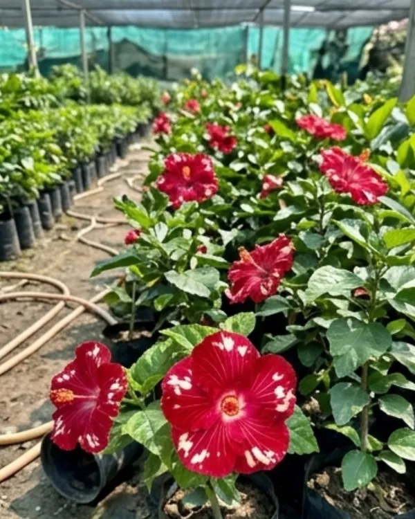 Hibiscus_Cherry_Appaloosa_|_Grafted_Exotic_Hibiscus_Plant_|_Dual_Tone_Flowering_Plant_|_Healthy_Live_Plant_Guaranteed
