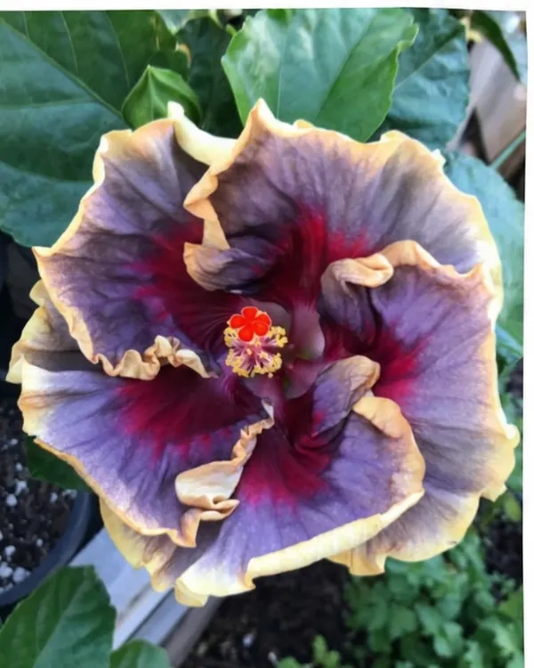 Hibiscus_Chris_Luk_|_Grafted_Exotic_Hibiscus_Plant_|_Decorative_Flowering_Plant_|_Healthy_Live_Plant_Guaranteed