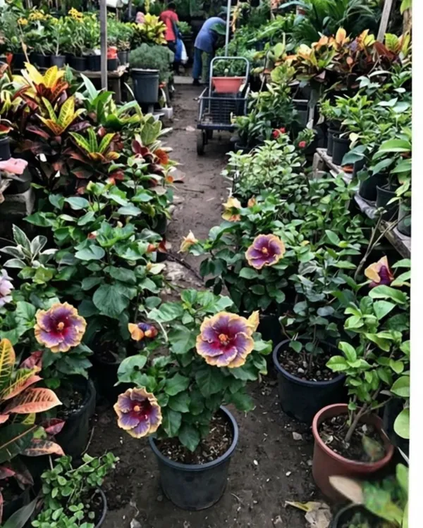 Hibiscus_Chris_Luk_|_Grafted_Exotic_Hibiscus_Plant_|_Decorative_Flowering_Plant_|_Healthy_Live_Plant_Guaranteed