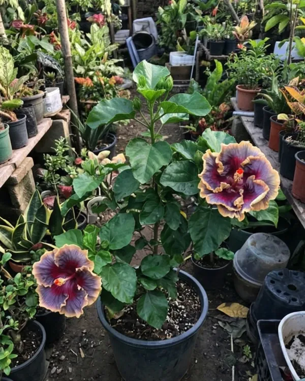 Hibiscus_Chris_Luk_|_Grafted_Exotic_Hibiscus_Plant_|_Decorative_Flowering_Plant_|_Healthy_Live_Plant_Guaranteed