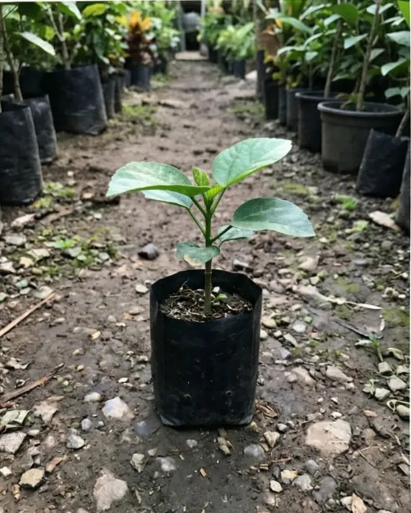 Hibiscus_Chris_Luk_|_Grafted_Exotic_Hibiscus_Plant_|_Decorative_Flowering_Plant_|_Healthy_Live_Plant_Guaranteed
