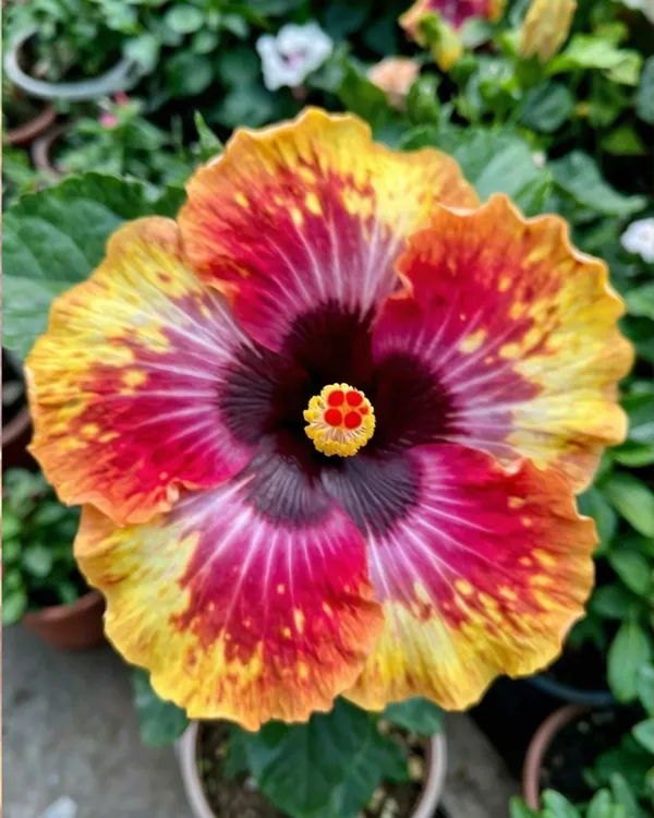 Hibiscus_Colour_Crush_|_Grafted_Exotic_Hibiscus_|_Multicolor_Flowering_Plant_|_Healthy_Live_Plant_Guaranteed