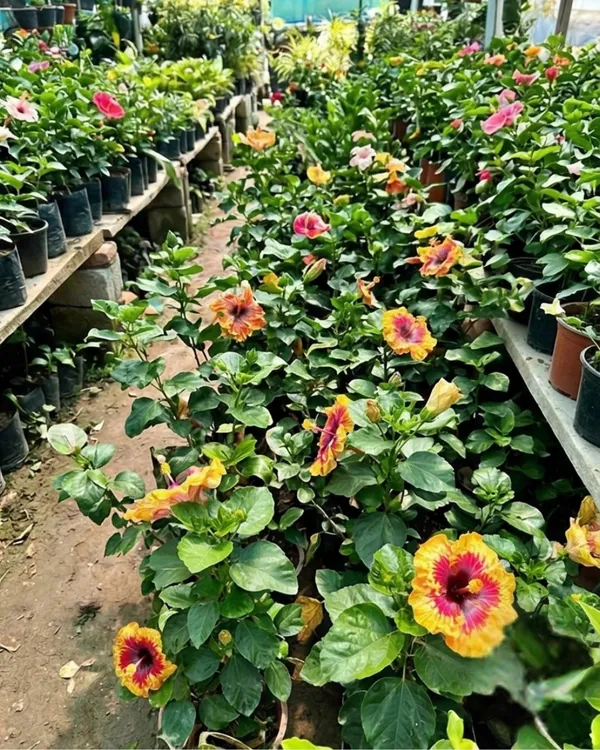 Hibiscus_Colour_Crush_|_Grafted_Exotic_Hibiscus_|_Multicolor_Flowering_Plant_|_Healthy_Live_Plant_Guaranteed