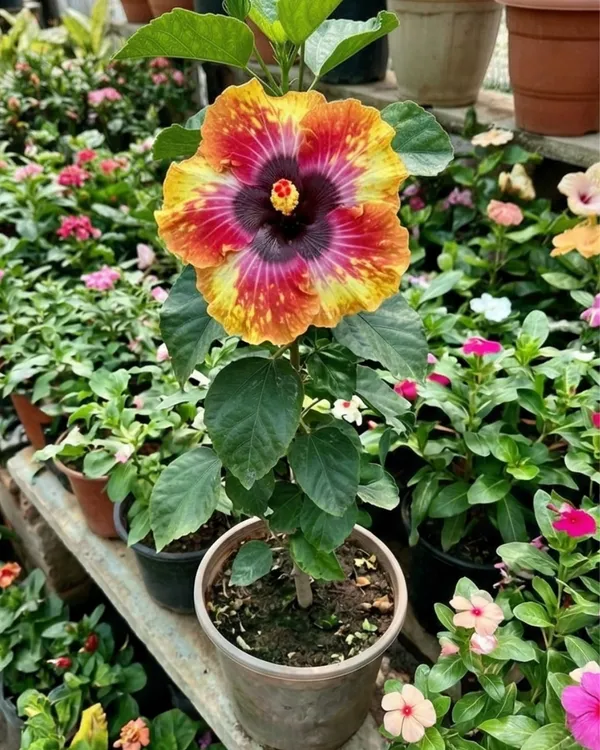 Hibiscus_Colour_Crush_|_Grafted_Exotic_Hibiscus_|_Multicolor_Flowering_Plant_|_Healthy_Live_Plant_Guaranteed