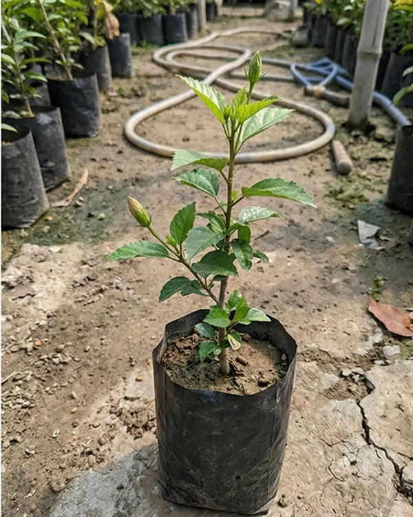 Hibiscus_Cream_Flower_Plant_|_Grafted_Cream_Gudhal_Plant_|_Outdoor_Flowering_Plant_|_Healthy_Live_Plant_Guaranteed