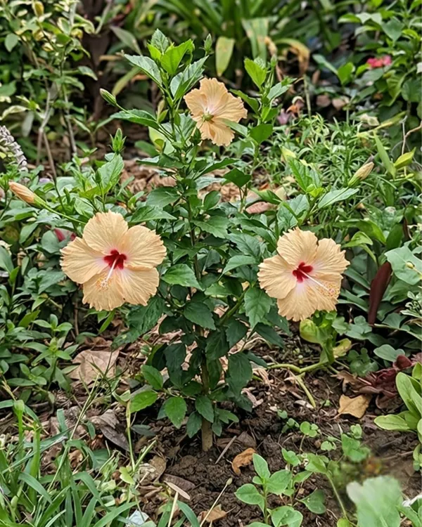 Hibiscus_Cream_Flower_Plant_|_Grafted_Cream_Gudhal_Plant_|_Outdoor_Flowering_Plant_|_Healthy_Live_Plant_Guaranteed