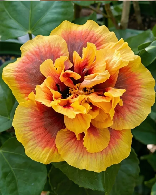 Crown_Jellyfish_Hibiscus_|_Grafted_Exotic_Hibiscus_|_Unique_Petal_Flowering_Plant_|_Healthy_Live_Plant_Guaranteed