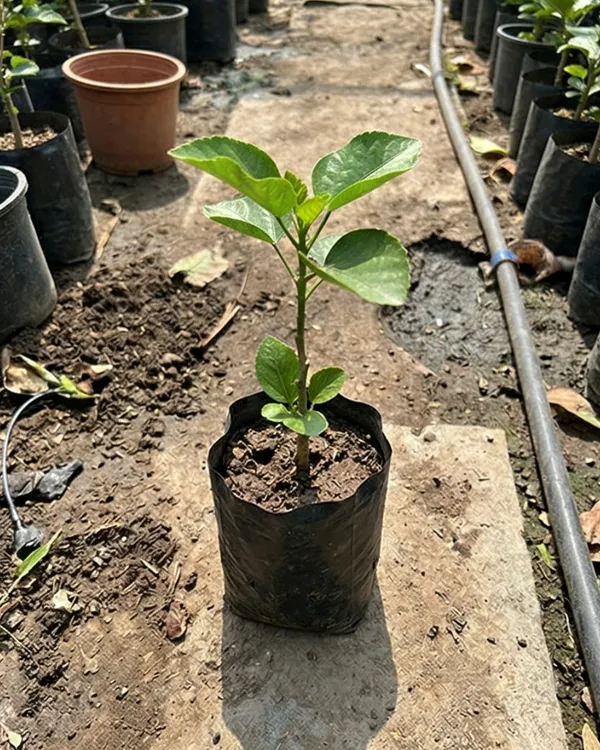 Crown_Jellyfish_Hibiscus_|_Grafted_Exotic_Hibiscus_|_Unique_Petal_Flowering_Plant_|_Healthy_Live_Plant_Guaranteed
