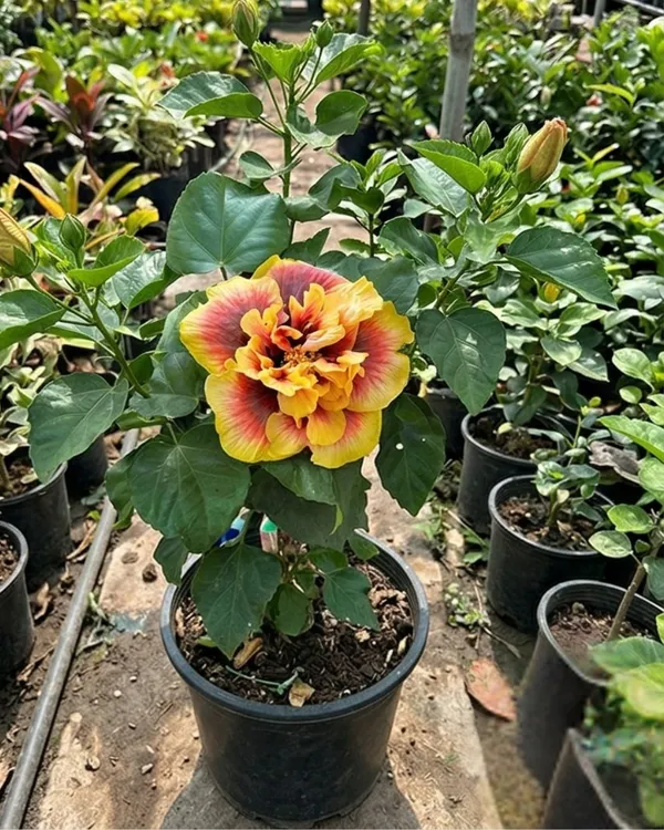 Crown_Jellyfish_Hibiscus_|_Grafted_Exotic_Hibiscus_|_Unique_Petal_Flowering_Plant_|_Healthy_Live_Plant_Guaranteed