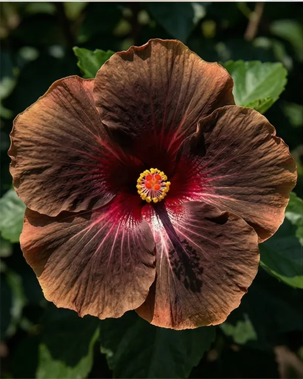 Hibiscus_Dark_Cosmos_|_Grafted_Exotic_Dark_Hibiscus_|_Flowering_Plant_|_Healthy_Live_Plant_Guaranteed
